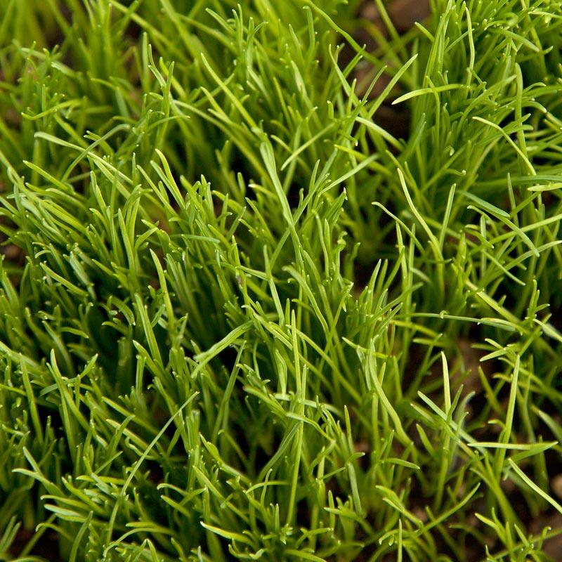 Organic Ryegrass, Oregon Annual (lb) Grow Organic