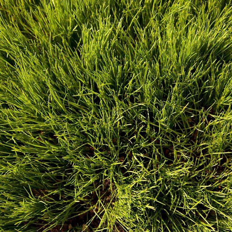 Oregon Annual Ryegrass Seed (lb) Grow Organic
