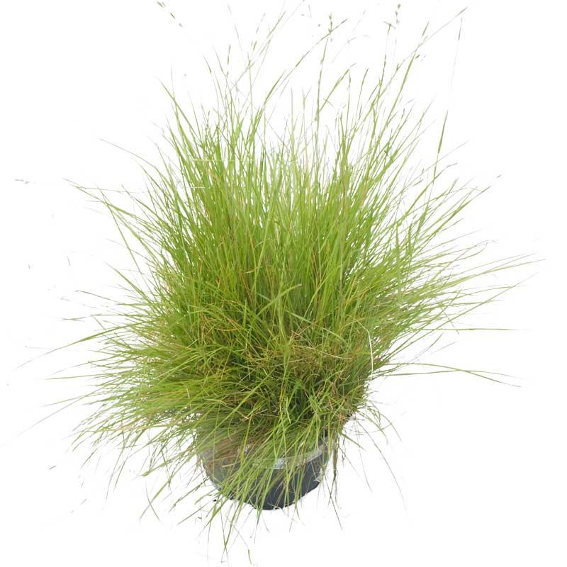 Oregon Annual Ryegrass Seed (lb) Grow Organic