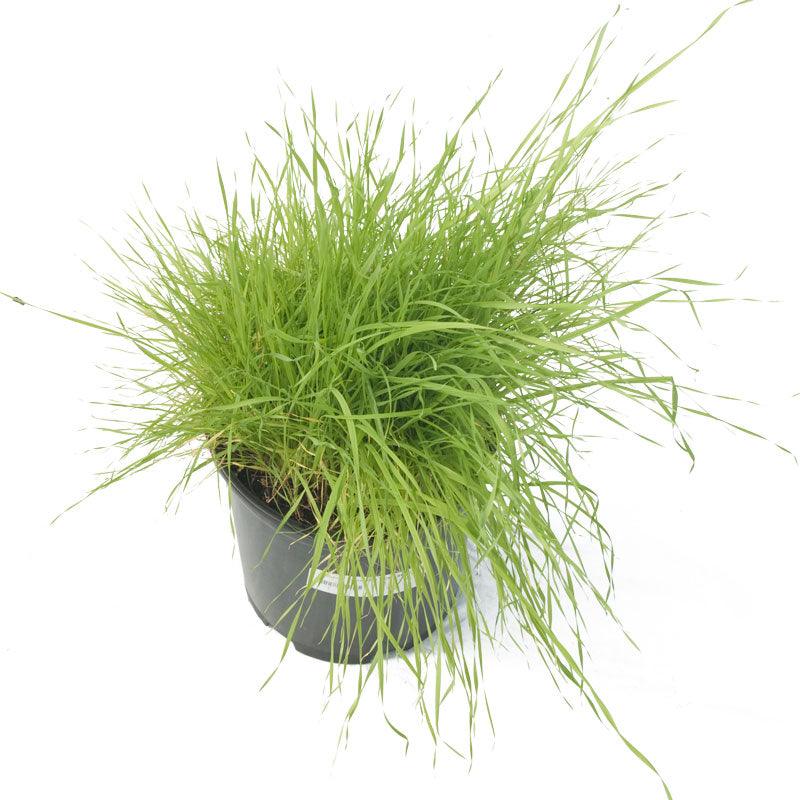 Timothy Grass  Seed (Lb) Grow Organic