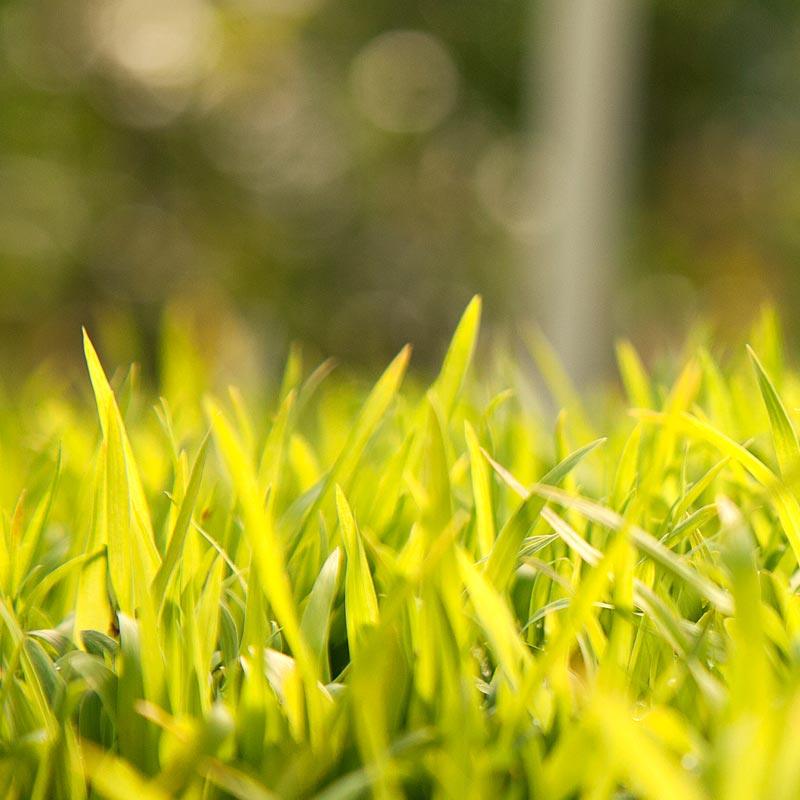 Sudangrass Seed (lb) Grow Organic