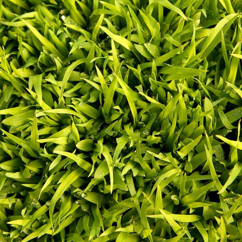 Sudangrass Seed (lb) Grow Organic