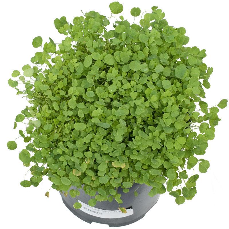 Ladak Alfalfa - Raw Seed (lb) Grow Organic