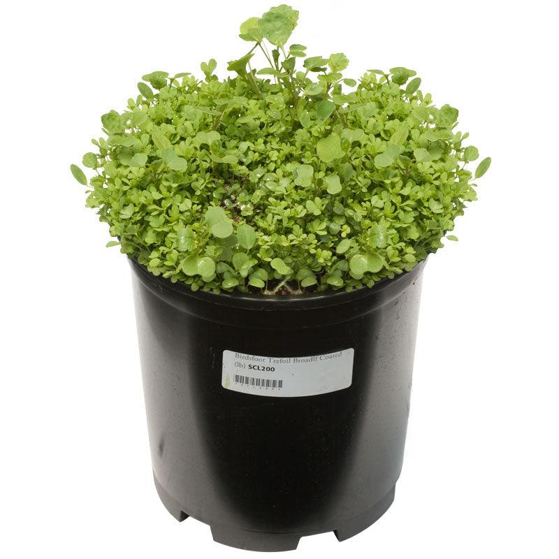 Birdsfoot Trefoil - Nitrocoated  Seed (lb) Grow Organic