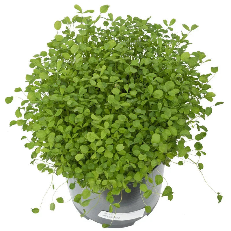 Berseem Clover - Nitrocoated Seed (lb) Grow Organic