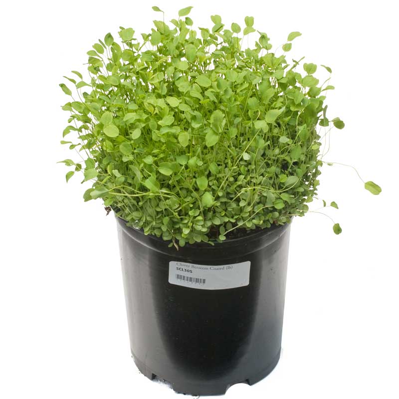 Berseem Clover - Nitrocoated Seed (lb) Grow Organic