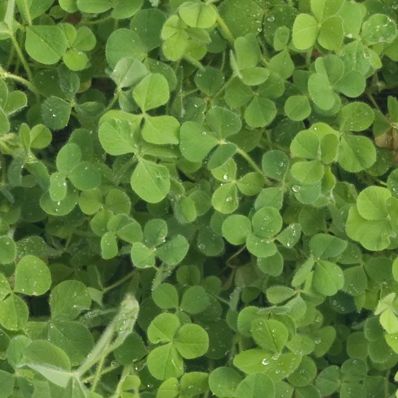 Crimson Clover - Nitrocoated Seed (lb) Grow Organic