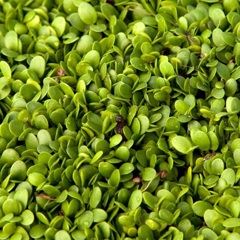Crimson Clover - Nitrocoated Seed (lb) Grow Organic