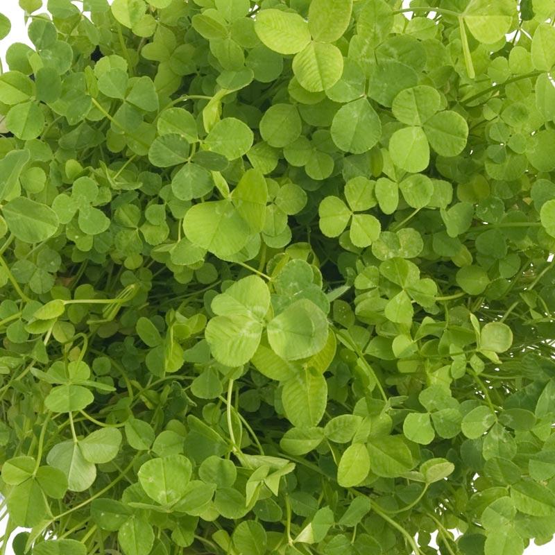 Ladino White Clover - Nitrocoated Seed (lb) Grow Organic