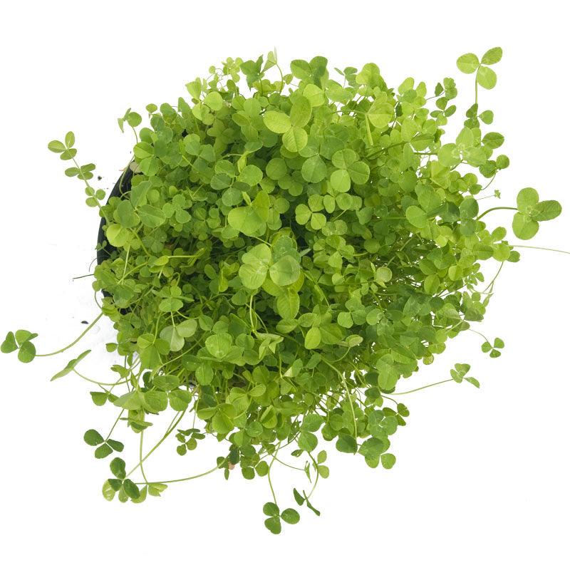 Ladino White Clover - Nitrocoated Seed (lb) Grow Organic