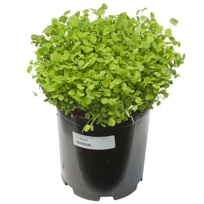 Doublecut Red Clover - Nitrocoated Seed (lb) Grow Organic