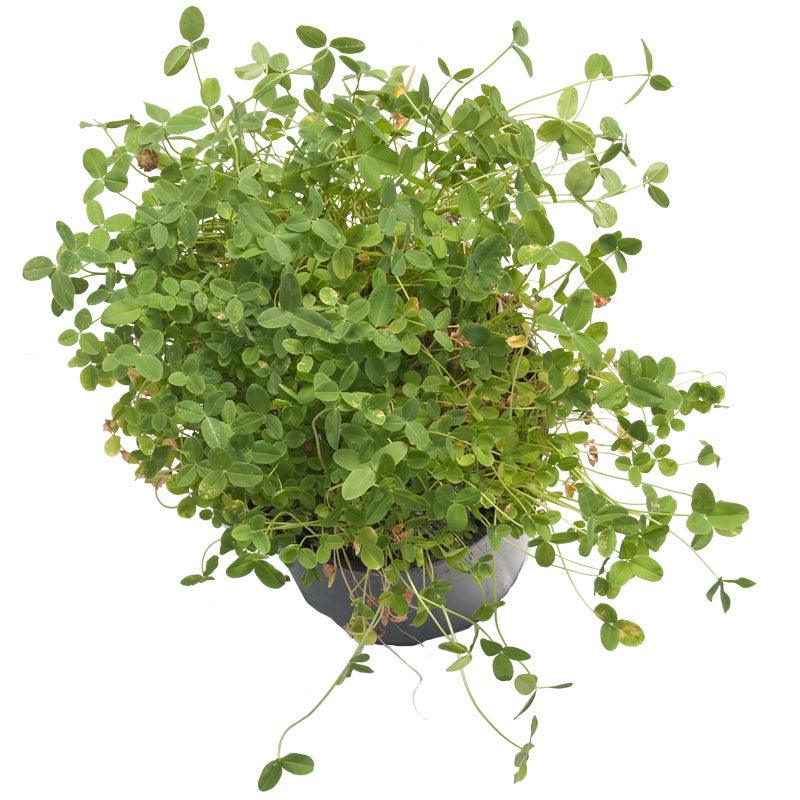 O'Conners Strawberry Clover - Nitrocoated Seed (lb) Grow Organic