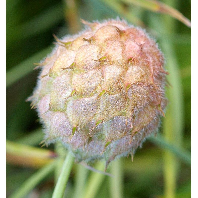 O'Conners Strawberry Clover - Nitrocoated Seed (lb) Grow Organic