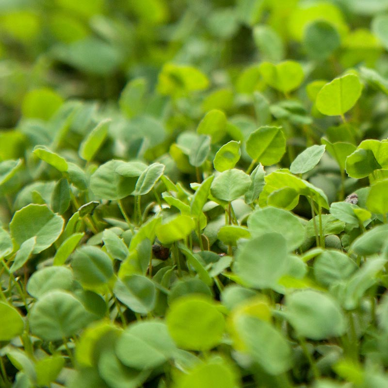 Yellow Sweet Clover, Biennial Nitrocoated (lb) Grow Organic