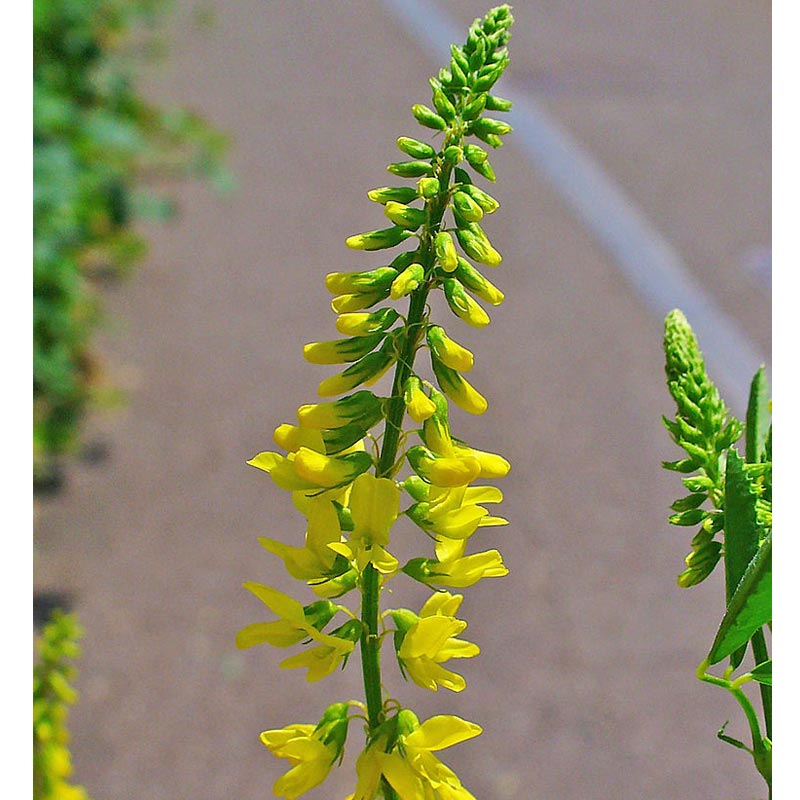 Yellow Sweet Clover, Biennial Nitrocoated (lb) Grow Organic