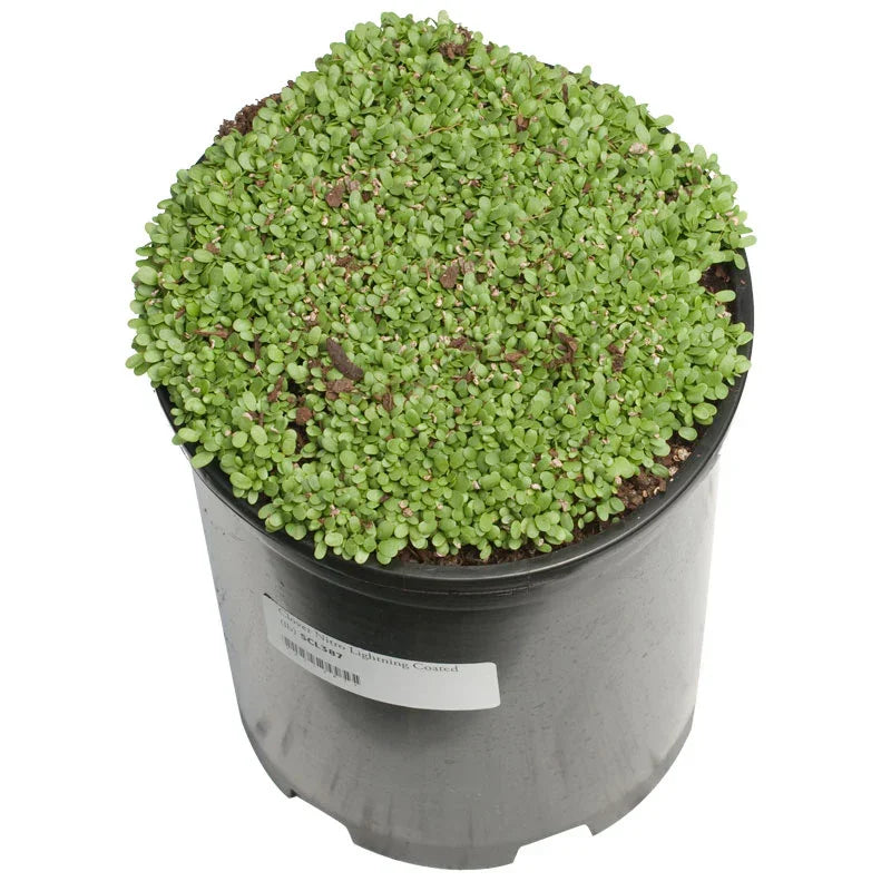 Nitro Persian Clover - Nitrocoated Seed (lb) Grow Organic