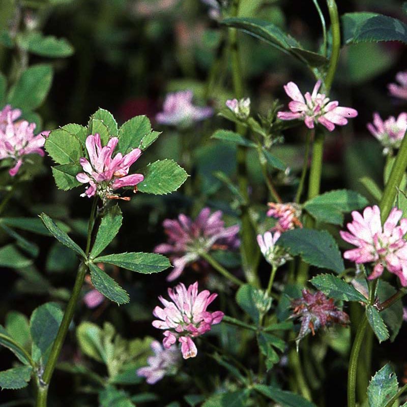 Nitro Persian Clover - Nitrocoated Seed (lb) Grow Organic