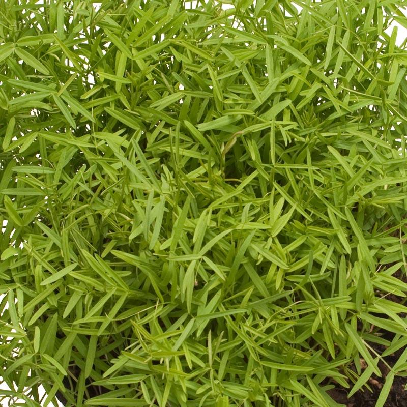 Organic Hairy Vetch - Raw Seed (lb) Grow Organic