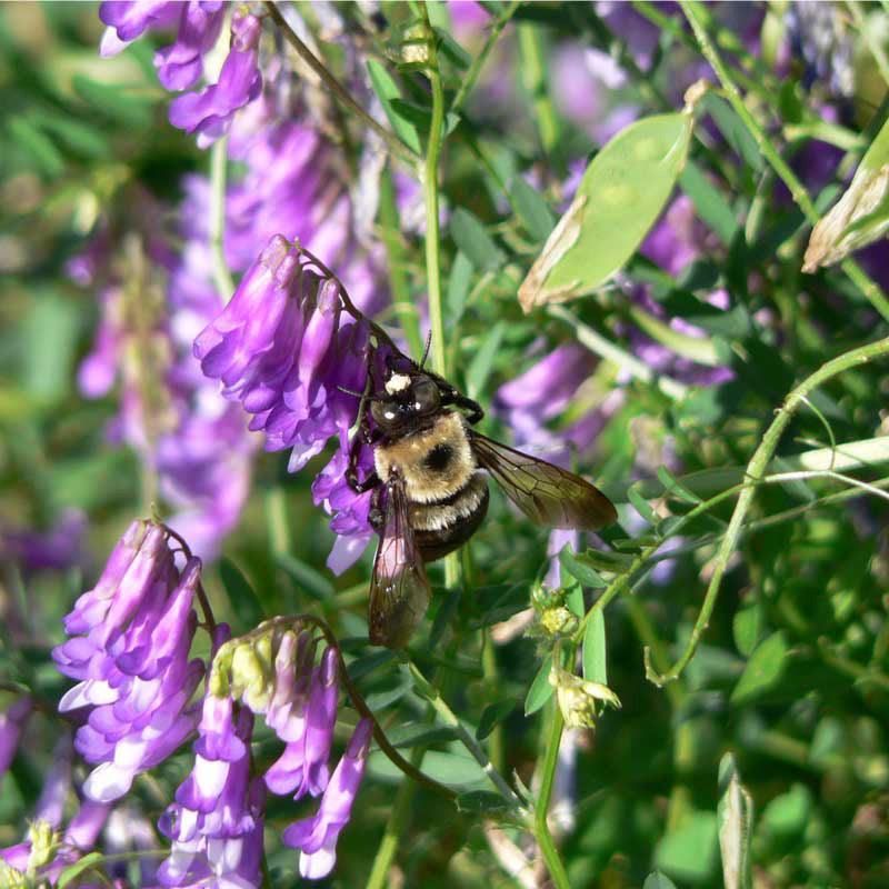 Organic Purple Vetch - Raw Seed (lb) Grow Organic