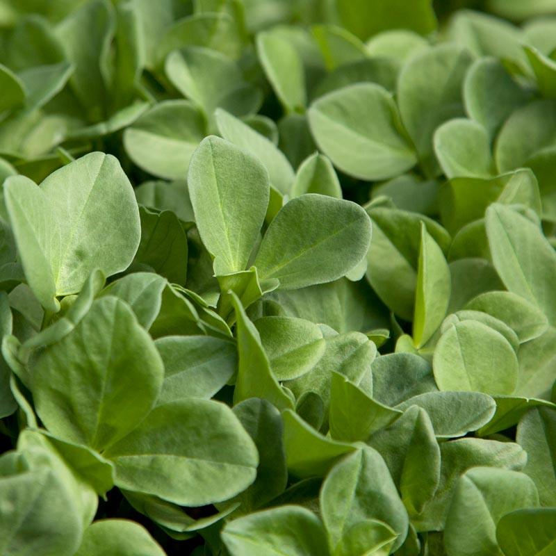 Fava Bean, Windsor, Raw Seed (lb) Grow Organic