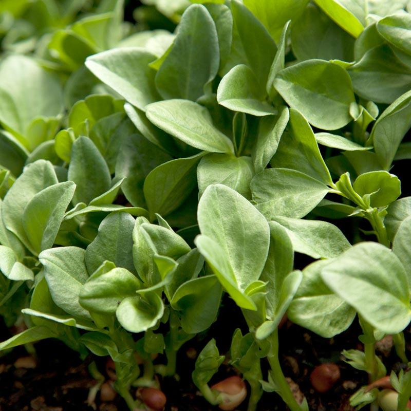 Fava Bean, Windsor, Raw Seed (lb) Grow Organic