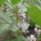 Bell Beans - Raw Seed - Grow Organic Bell Beans - Raw Seed (lb) Cover Crop