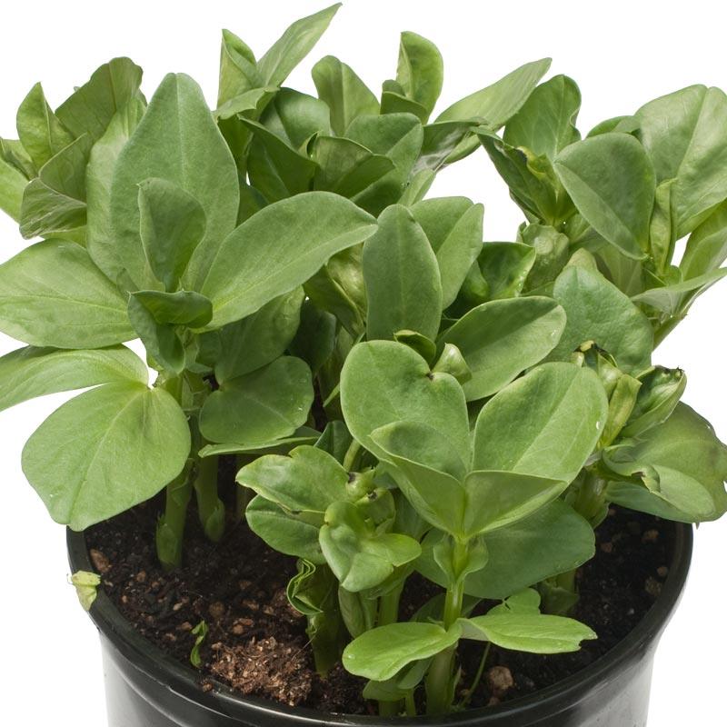 Fava Bean, Windsor, Raw Seed (lb) Grow Organic