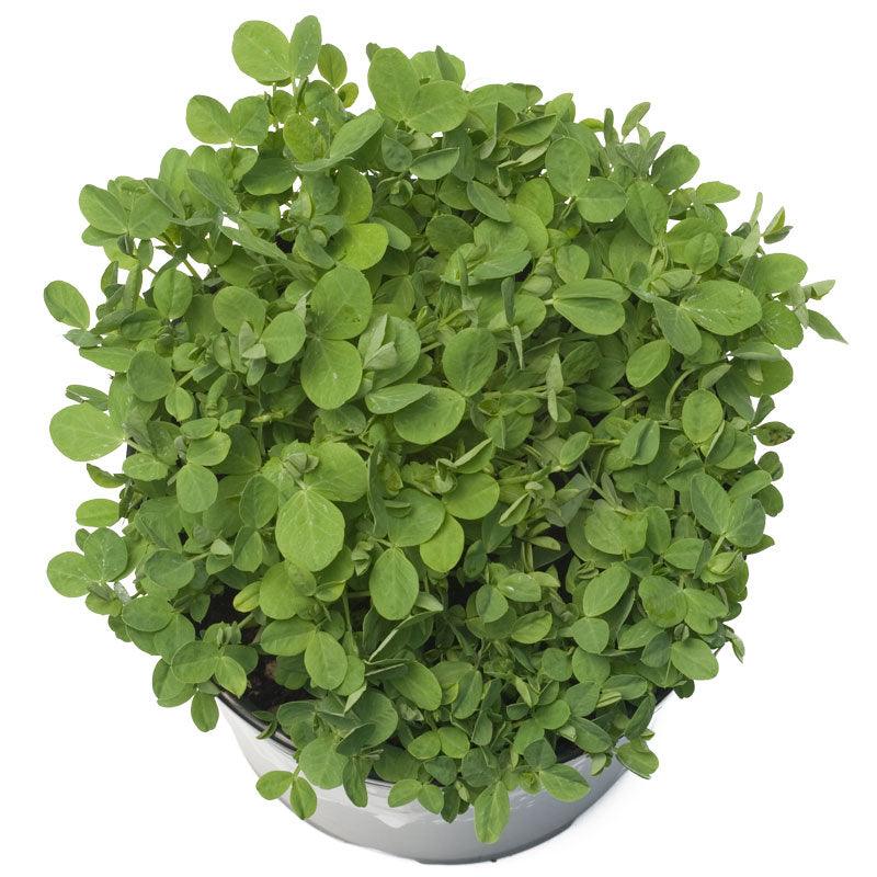 Austrian Winter Peas - Raw Seed (lb) Grow Organic