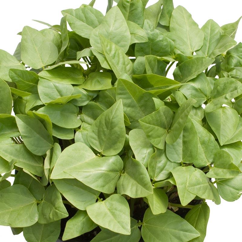 Red Cowpeas - Raw Seed (lb) Grow Organic