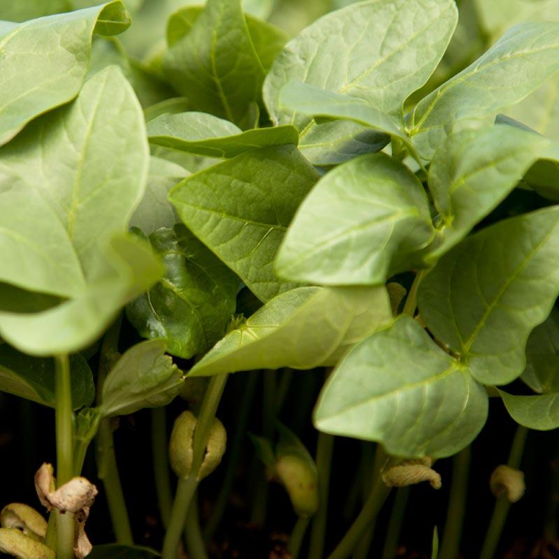 Black Eye Peas - Raw Seed (lb) Grow Organic