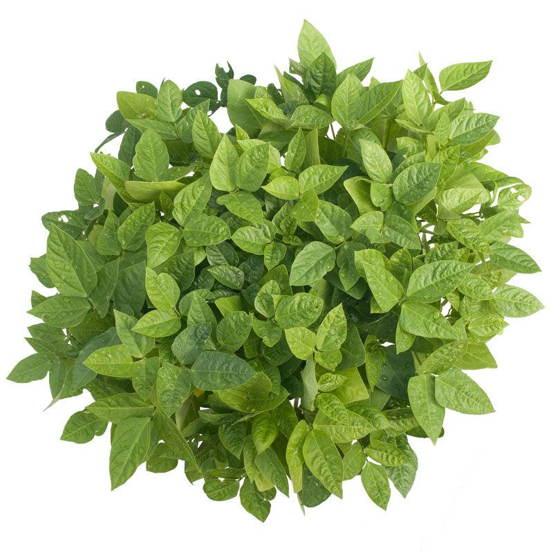 Black Eye Peas - Raw Seed (lb) Grow Organic