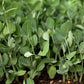 Biomaster Peas - Raw Seed - Grow Organic Biomaster Peas - Raw Seed (lb) Cover Crop