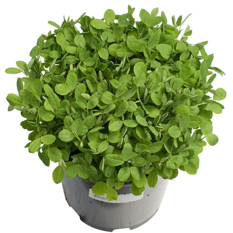 Biomaster Peas - Raw Seed (lb) Grow Organic