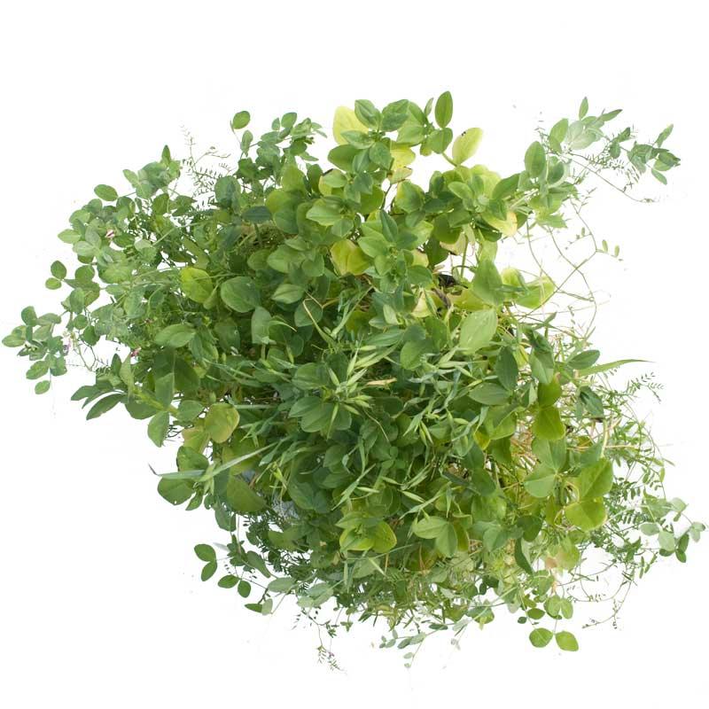 Peaceful Valley Premium Soil Builder Mix - Raw Seed (lb) Peaceful Valley