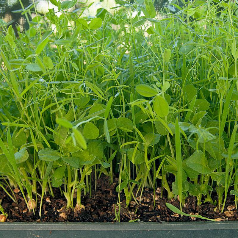 Peaceful Valley Organic Premium Soil Builder Mix - Raw Seed (lb) Peaceful Valley