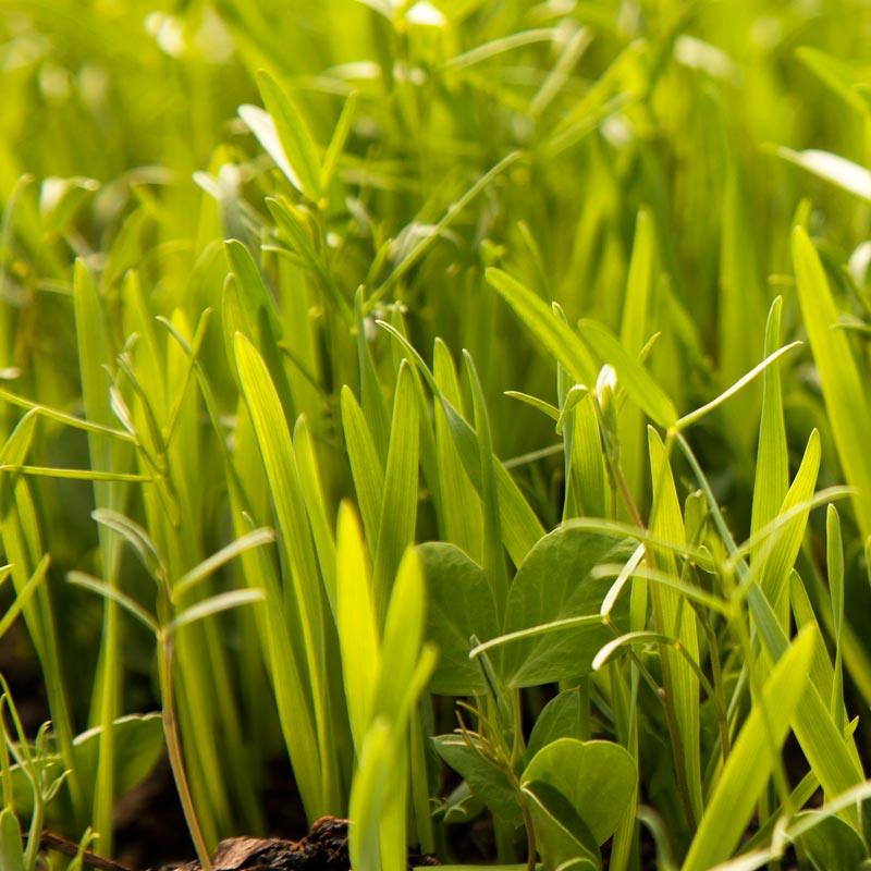 Organic Peaceful Valley Budget Soil Builder Mix - Raw Seed (lb) Peaceful Valley