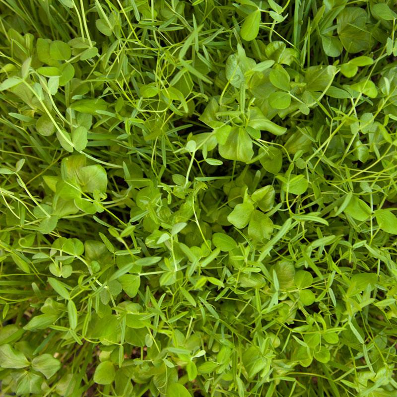 Organic Peaceful Valley Budget Soil Builder Mix - Raw Seed (lb) Peaceful Valley