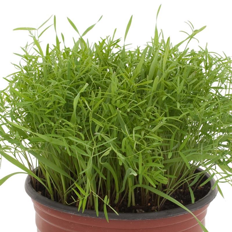 Peaceful Valley Cold Zone Soil Builder Mix - Raw Seed (lb) Peaceful Valley