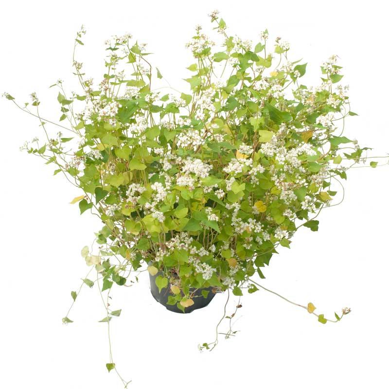 Peaceful Valley Summer Soil Builder Mix - Raw Seed (lb) Peaceful Valley