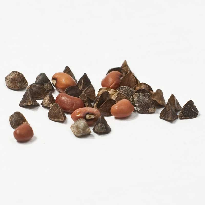 Peaceful Valley Summer Soil Builder Mix - Raw Seed (lb) Peaceful Valley