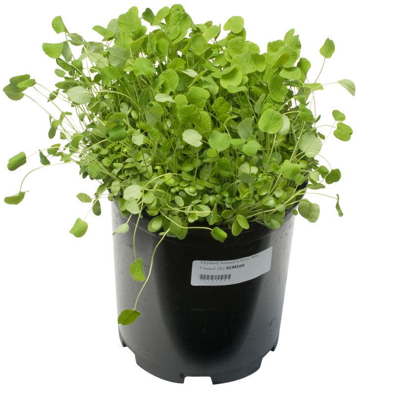 Peaceful Valley Dryland Clover Mix - Nitrocoated Seed (lb) Peaceful Valley