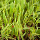 Peaceful Valley Legume Oat Mix #1 - Raw  Seed Peaceful Valley Legume Oat Mix #1 - Raw  Seed (lb) Cover Crop