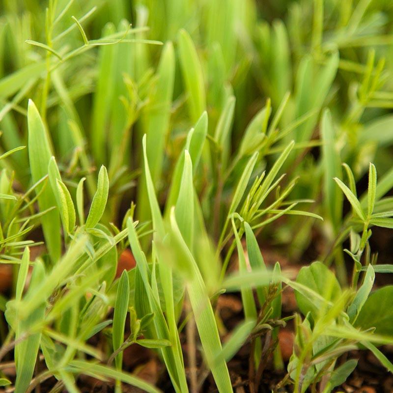 Peaceful Valley Legume Oat Mix #1 - Raw Seed (lb) Peaceful Valley