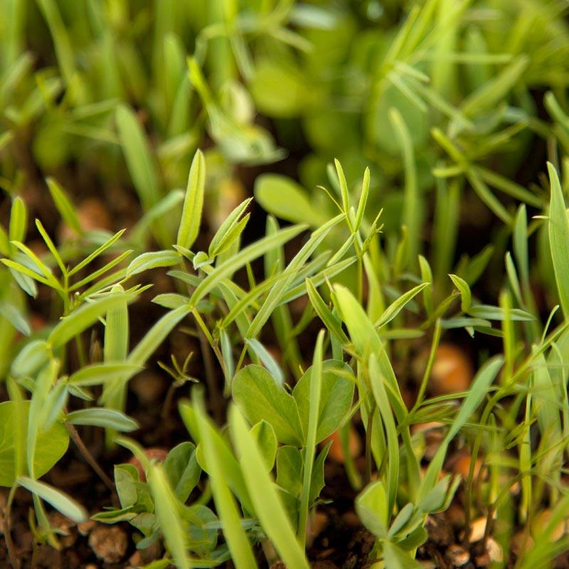 Peaceful Valley Legume Oat Mix #1 - Raw Seed (lb) Peaceful Valley