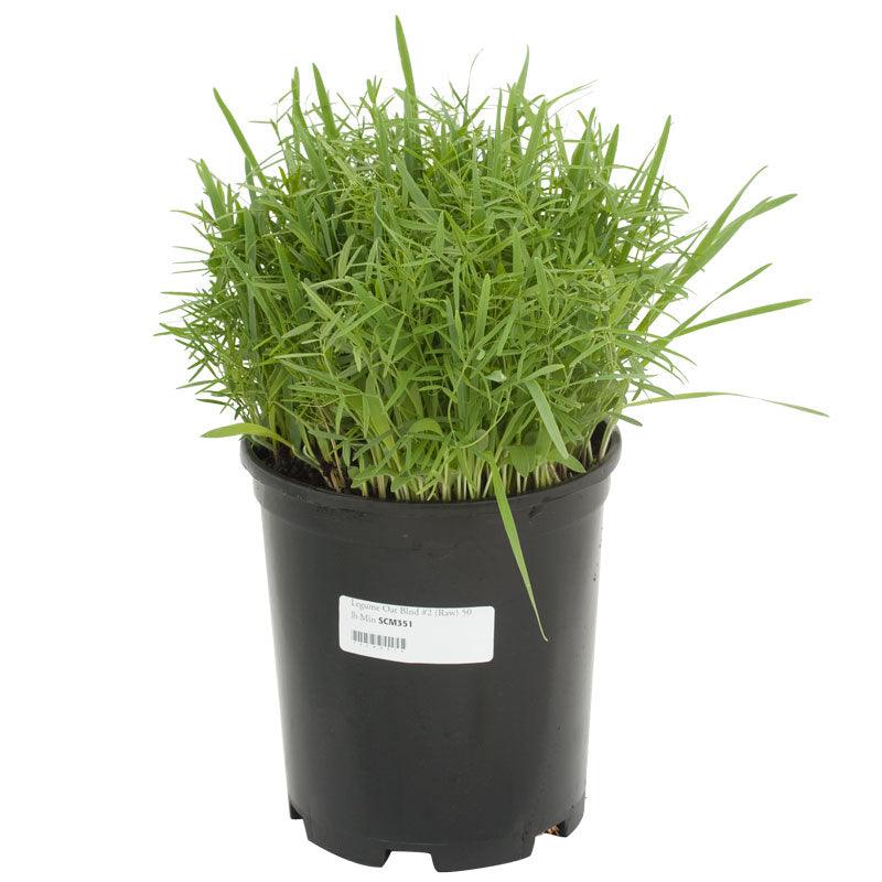 Peaceful Valley Legume Oat Mix #2 - Raw Seed (lb) Peaceful Valley