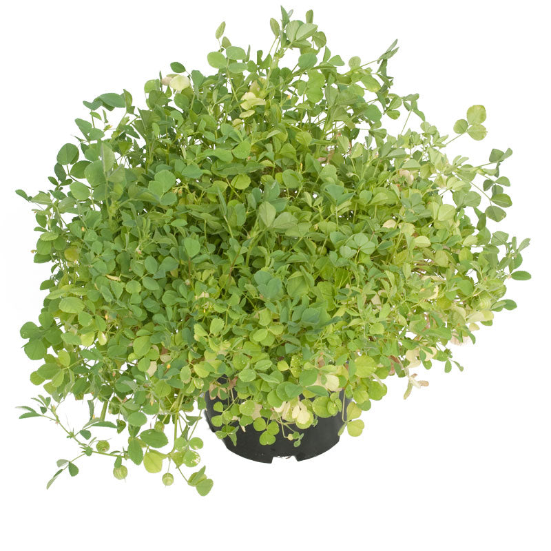 California Medic Mix - Nitrocoated Seed (lb) Grow Organic