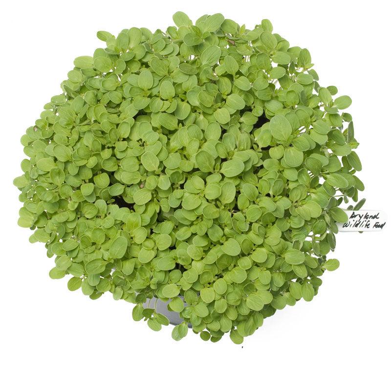 Peaceful Valley Dryland Wildlife Food & Habitat Mix - Nitrocoated Seed (lb) Peaceful Valley