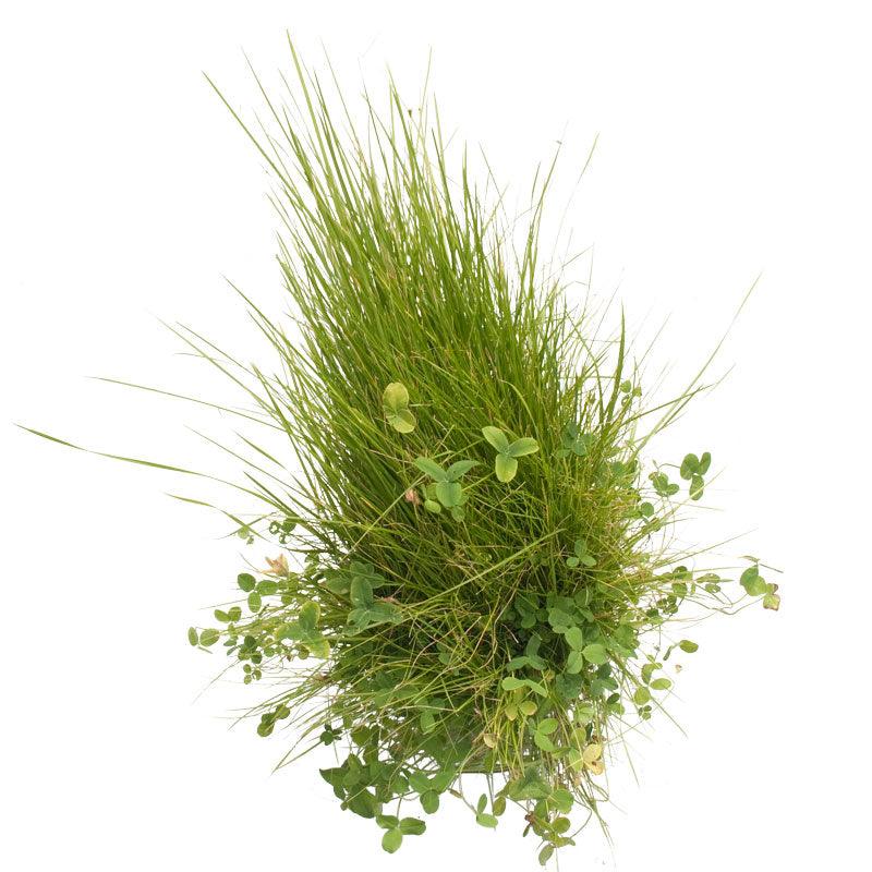 Peaceful Valley Roadway Mix - Nitrocoated Seed (lb) Grow Organic