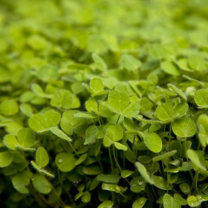 Subterranean Clover Mix - Nitrocoated Seed (lb) Grow Organic