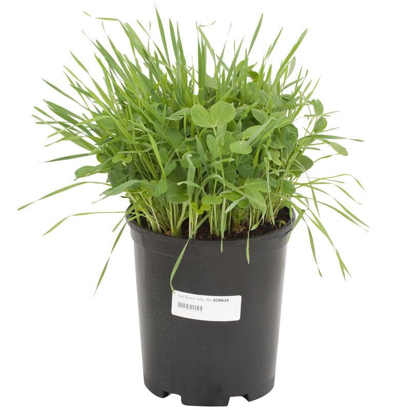 Peaceful Valley Sod Buster Mix - Seed (lb) Peaceful Valley